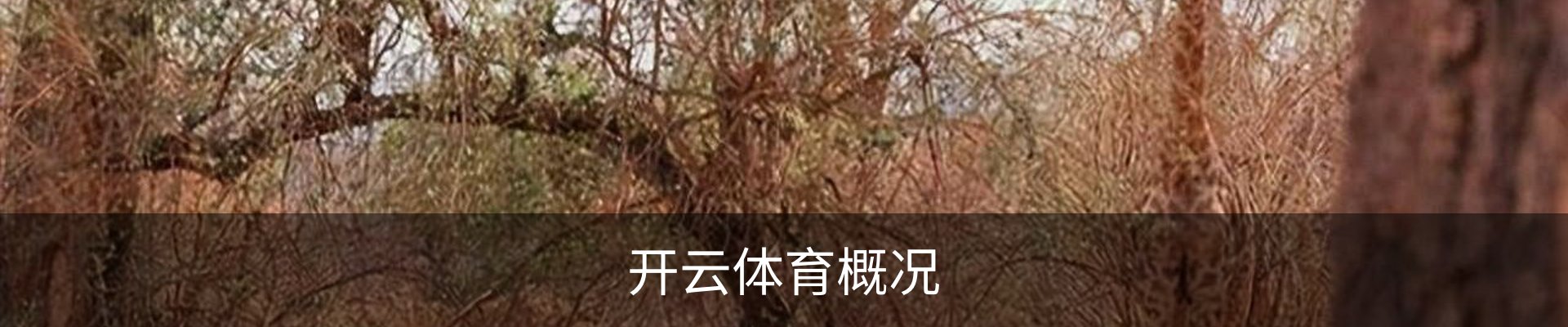 开云体育概况